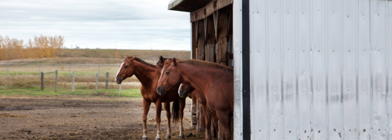 Revolutionizing Livestock Transport